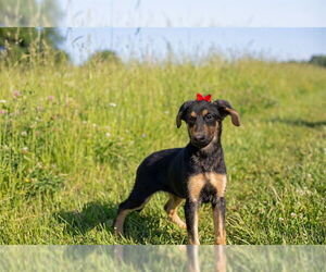 Doberman Pinscher Mix Dog for Adoption in Belleville, Illinois USA