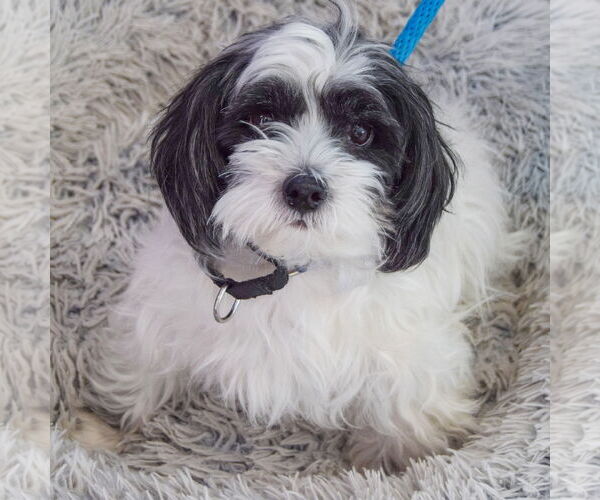 Medium Photo #3 Shih Tzu-Unknown Mix Puppy For Sale in Huntley, IL, USA
