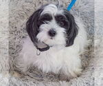 Small #2 Shih Tzu Mix