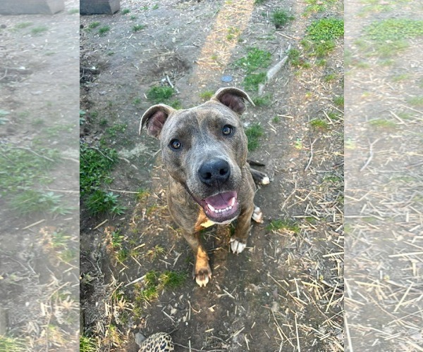 Medium Photo #1 Mutt Puppy For Sale in Hillsboro, NH, USA