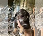 Puppy Puppy 4 Miniature Schnauzzie