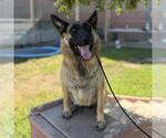 Small German Shepherd Dog