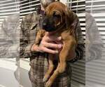 Small Photo #2 Rhodesian Ridgeback Puppy For Sale in HOLLYWOOD, SC, USA