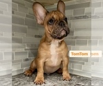 Puppy 2 French Bulldog