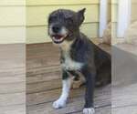 Small #1 Chihuahua Mix