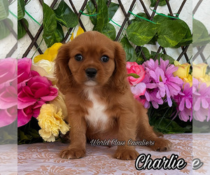 Cavalier King Charles Spaniel Puppy for sale in MIAMI, FL, USA