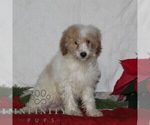 Cavachon Puppy for sale in RISING SUN, MD, USA