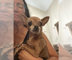 Chihuahua Dogs for adoption in San Diego , CA, USA