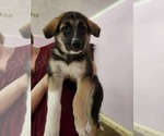 Small Great Pyrenees Mix