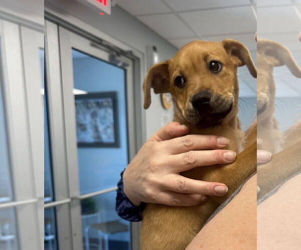 Medium Photo #1 Mutt Puppy For Sale in Jackson Township, NJ, USA