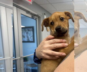 Mutt Dogs for adoption in Jackson Township, NJ, USA