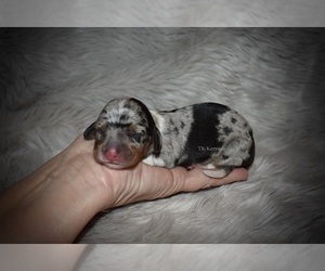 Dachshund Puppy for sale in GRAYSON, LA, USA