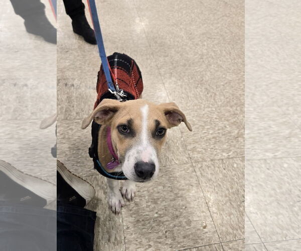 Medium Photo #5 American Pit Bull Terrier-Unknown Mix Puppy For Sale in Minneapolis, MN, USA