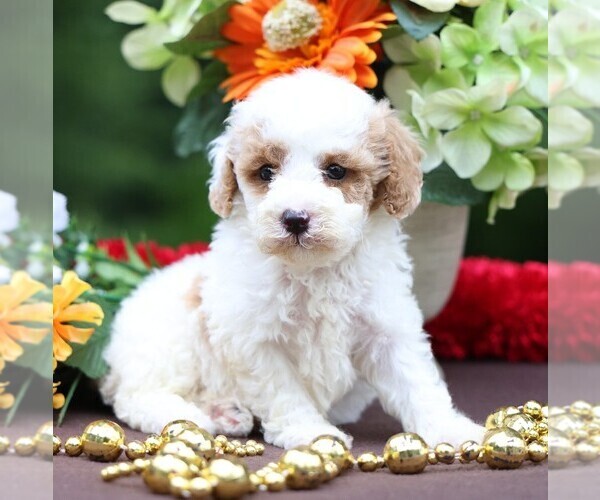 Medium Photo #4 Cavapoo Puppy For Sale in JONES, MI, USA