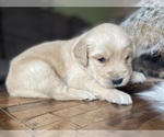 Small Photo #5 Golden Retriever Puppy For Sale in FORDLAND, MO, USA