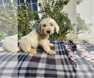 Mastiff-Poodle (Standard) Mix Puppy for sale in HERALD, CA, USA