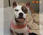 Small #1 American Pit Bull Terrier Mix