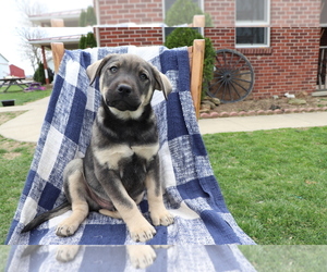Norwegian Elkhound-Unknown Mix Puppy for sale in SHILOH, OH, USA