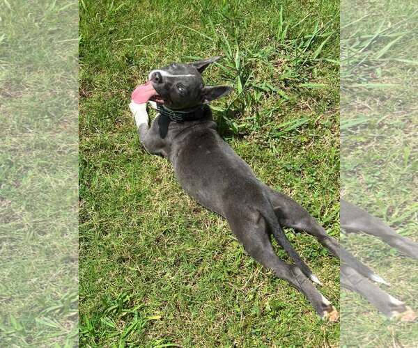 Medium Photo #2 Mutt Puppy For Sale in Greenville, SC, USA