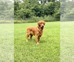 Small Photo #1 Golden Retriever Puppy For Sale in ROLLA, MO, USA