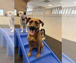 Small #2 Black Mouth Cur