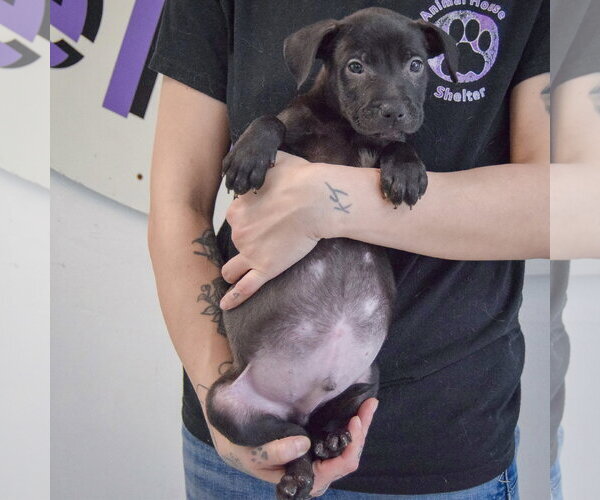 Medium Photo #5 American Staffordshire Terrier-Boxer Mix Puppy For Sale in Huntley, IL, USA