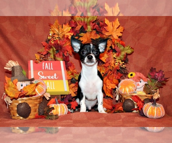 Medium Photo #50 Chihuahua Puppy For Sale in CHARLESTON, AR, USA