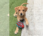 Small #3 German Shepherd Dog Mix