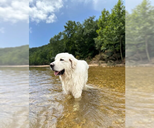 Medium Photo #2 Great Pyrenees Puppy For Sale in MIDWAY, UT, USA