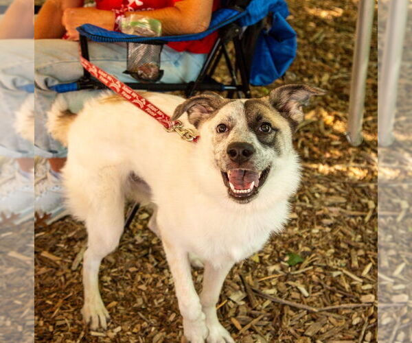 Medium Photo #4 Anatolian Shepherd-Unknown Mix Puppy For Sale in Canton, CT, USA