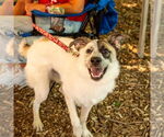 Small #3 Anatolian Shepherd Mix