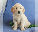 Small Photo #5 Golden Retriever Puppy For Sale in GORDONVILLE, PA, USA