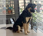 Small Photo #2 Australian Shepherd-German Shepherd Dog Mix Puppy For Sale in Alvin, TX, USA