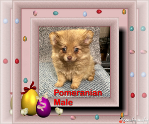 Pomeranian Puppy for sale in SCOTTSVILLE, KY, USA