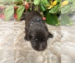Small #4 Labrador Retriever