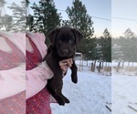 Small Photo #5 Labrador Retriever Puppy For Sale in CHEWELAH, WA, USA