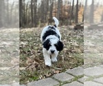 Small Photo #6 Miniature Bernedoodle Puppy For Sale in MURRAYVILLE, GA, USA