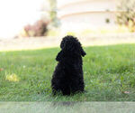 Small Photo #6 Poodle (Miniature) Puppy For Sale in WARSAW, IN, USA