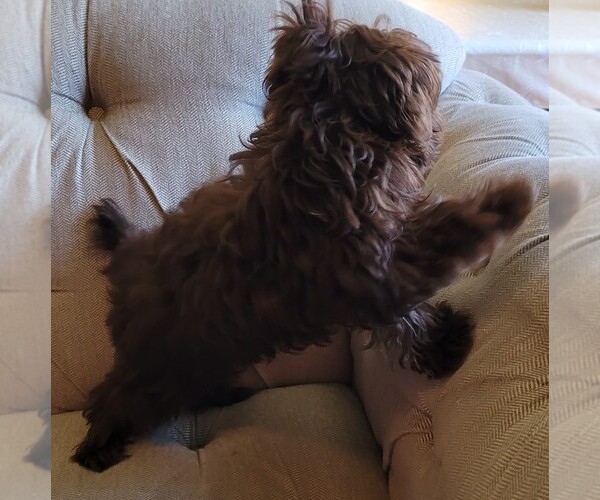 Medium Photo #5 Yorkipoo Puppy For Sale in LAKESIDE, CA, USA