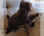 Small #4 Yorkipoo