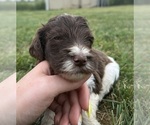 Small Photo #49 Goldendoodle Puppy For Sale in HOWARD CITY, MI, USA