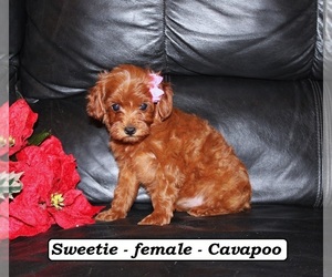 Cavapoo (Miniature) Puppy for sale in CLARKRANGE, TN, USA
