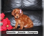 Image preview for Ad Listing. Nickname: Sweetie
