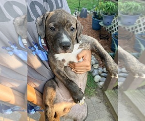 American Pit Bull Terrier Puppy for sale in EASTOVER, NC, USA