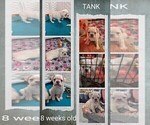 Small Photo #60 French Bulldog Puppy For Sale in MCKINLEYVILLE, CA, USA