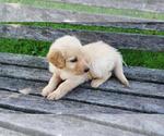 Small Photo #10 Goldendoodle Puppy For Sale in LEON, KS, USA