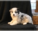 Small #1 Border Collie
