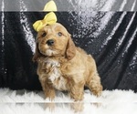 Puppy Braxton F1B Goldendoodle (Miniature)