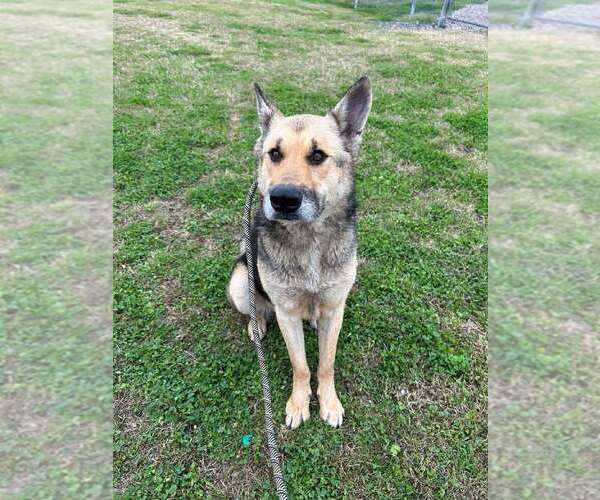 Medium Photo #4 German Shepherd Dog-Unknown Mix Puppy For Sale in Abbeville, LA, USA
