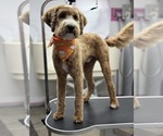Small Goldendoodle (Miniature)